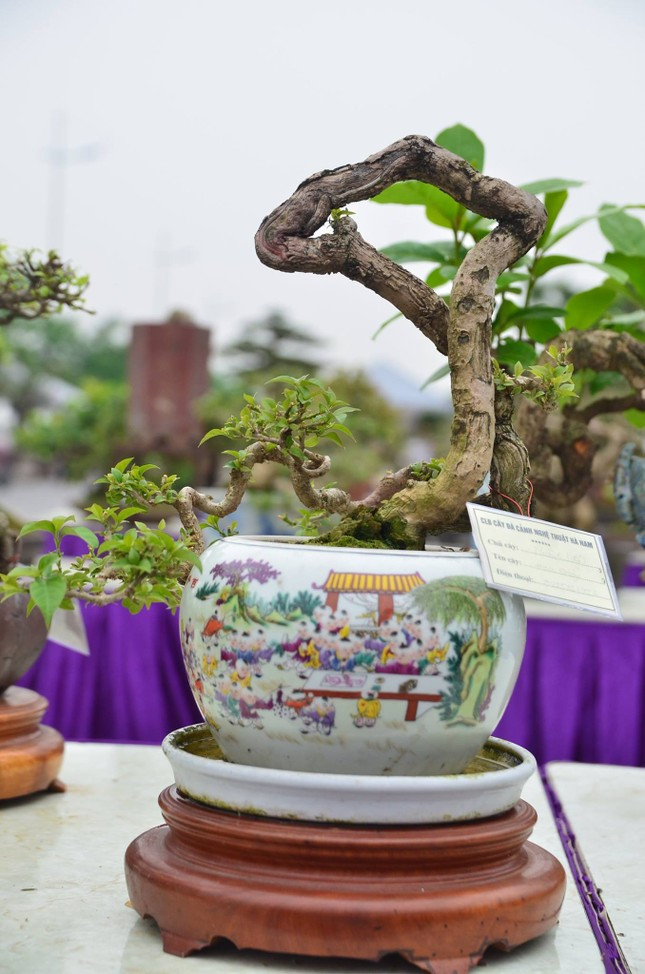 Nghệ nhân phải trồng thêm khoảng 2 -5 năm nữa, bonsai mini mới có dáng đẹp. Ảnh: Tiền phong
