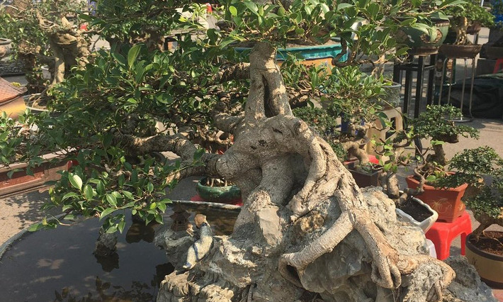 Cây sanh tí hon ôm đá có giá 50 triệu đồng. Ảnh: Người đưa tin