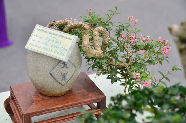 Những chậu bonsai tí hon có kích thước rất nhỏ, chỉ vài chục centimét. Ảnh: Tiền phong