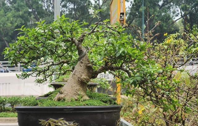 Những chậu bonsai mini có chiều cao chưa đầy gang tay được tạo dáng uốn lượn độc đáo, phù hợp với việc để bàn. Ảnh: Tiền phong