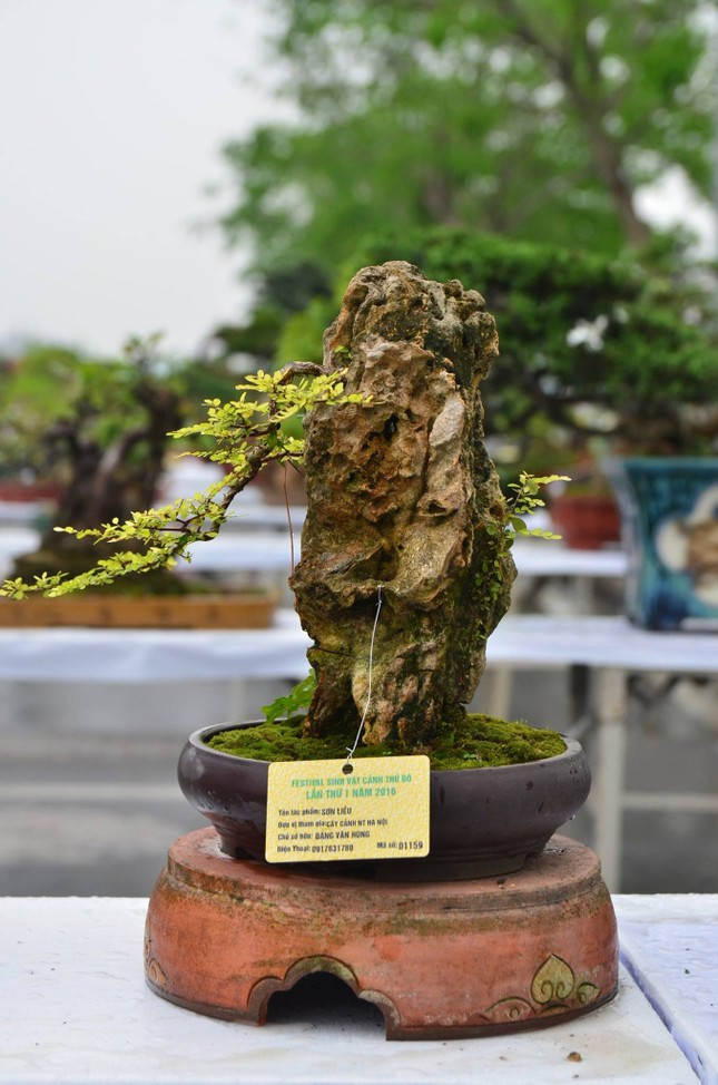 Theo các nghệ nhân, phải mất từ 1 - 2 năm mới đánh giá được cây sống tốt hay không. Ảnh: Tiền phong