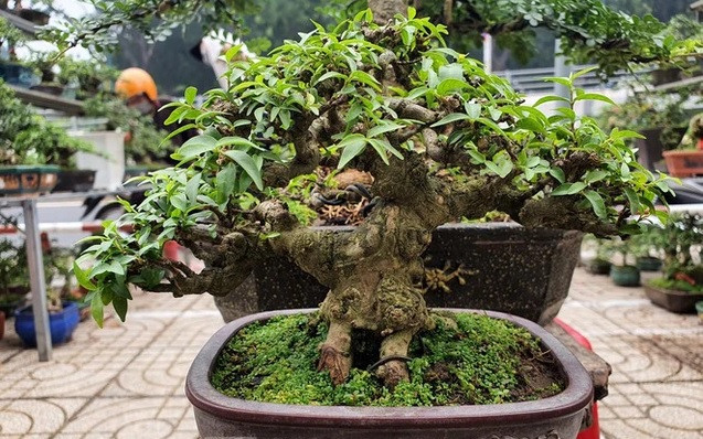 Một chậu bonsai mini gốc xù xì được rao bán với giá 5,5 triệud dồng. Ảnh: Tiền phong