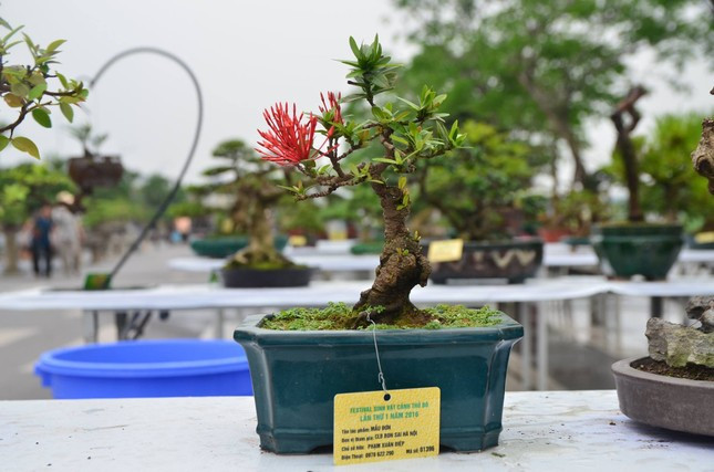 Cây mẫu đơn nhỏ xíu nhưng ra hoa rực rỡ. Ảnh: Tiền phong