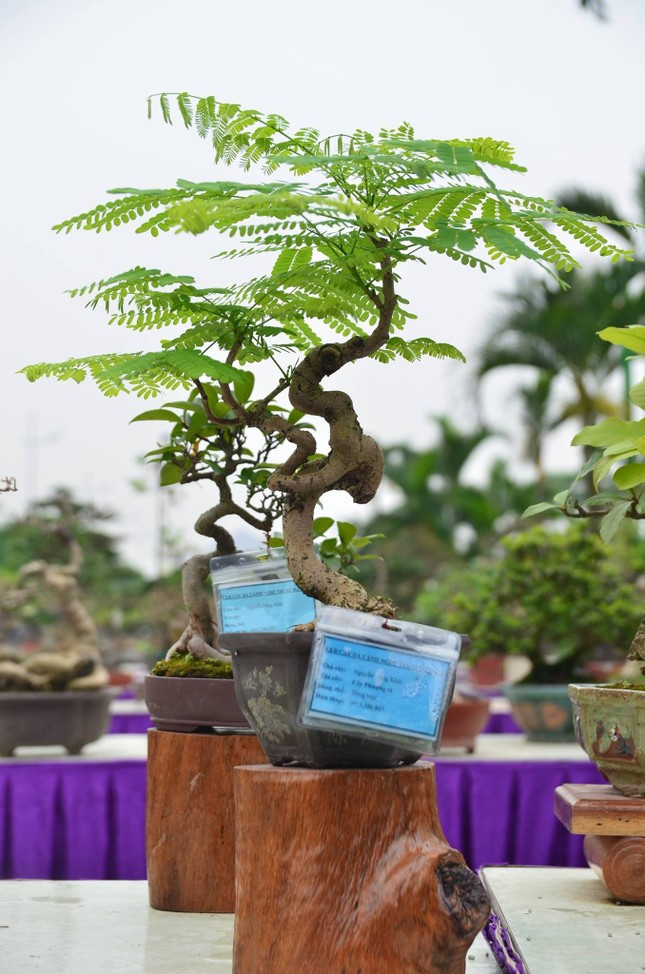 Phượng vĩ thân nhỏ nhưng cành lá sum suê. Ảnh: Tiền phong