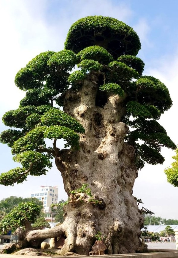 Ngày nay, số lượng cây duối cảnh đạt được các yếu tố như vậy rất hiếm. Ảnh: Lao động