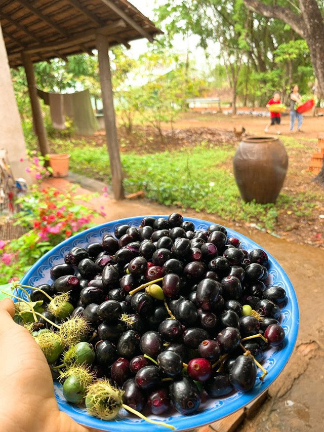 Trang trại của diễn viên "Gạo nếp, gạo tẻ" vô cùng rộng rãi, trồng đủ các loại rau xanh và trái cây.