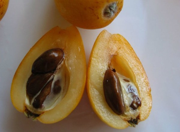 Biwa (hay còn gọi nhót Nhật, thanh trà Nhật) là loại quả mọc dại đầy đường ở Nhật nhưng về Việt Nam nó được bán với giá "cắt cổ". Ảnh: Internet