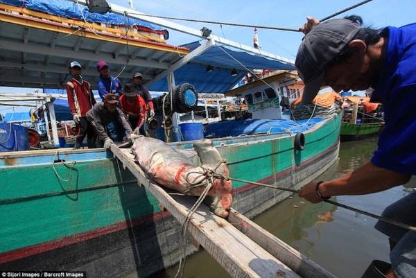 Không kể đến việc phung phí, hành vi này khiến nhiều tổ chức và người yêu động vật cho là dã man. Ảnh: DM