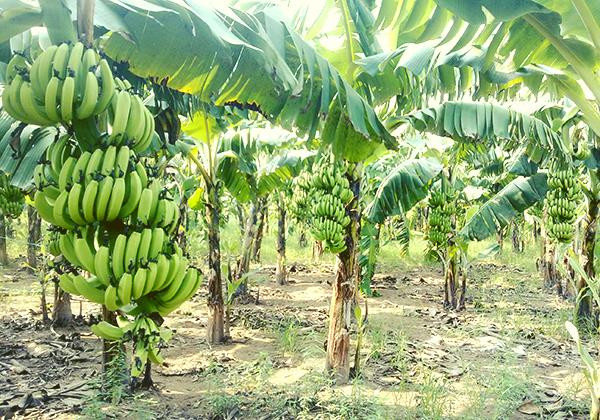 Chuối là loại cây trồng phổ biến ở các vùng quê Việt Nam. Hầu hết người trồng chỉ lấy quả và bắp chuối để bán. Còn lá chuối thường bị vứt bỏ hoặc tận dùng để gói bánh. Ảnh: Internet