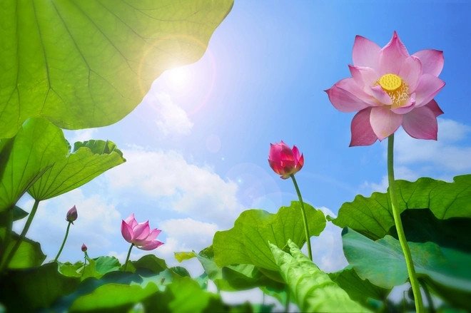 Sen là loại cây phổ biến, trồng khắp các vùng miền ở nước ta. Thông thường, người trồng chỉ thu hoạch hoa, củ và hạt sen để bán. Trong khi đó, lá sen thường được tận dụng để gói xôi, cốm...Ảnh: Zing