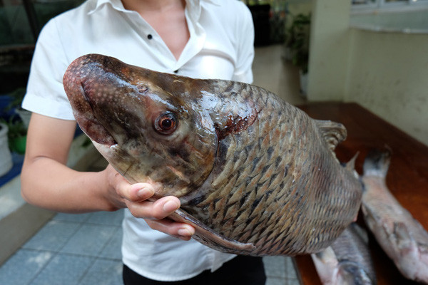 Ngày nay, giá trị cá anh Vũ lên tới hàng triệu đồng/kg nhưng vẫn được giới nhà giàu săn lùng. Ảnh: Internet