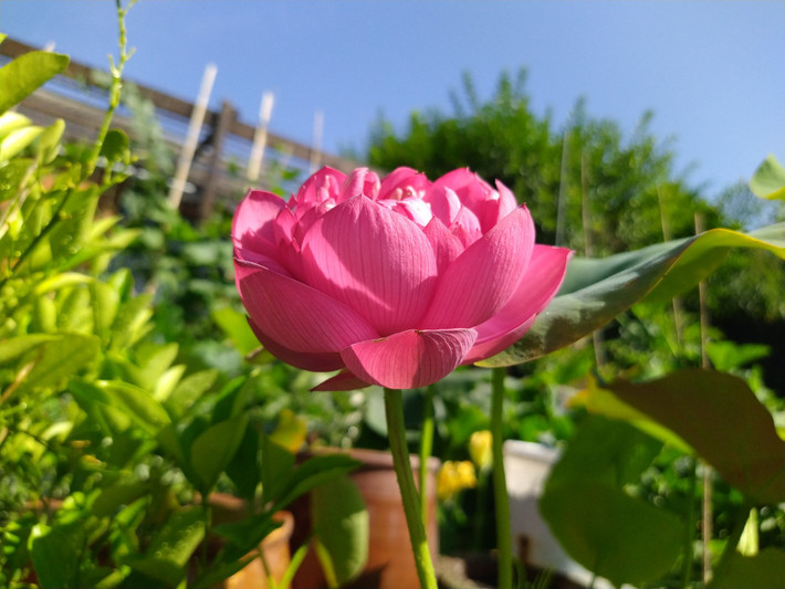 Để khắc phục yếu tố khí hậu, chị Phước Vân sử dụng hệ thống sưởi, đôi khi là đèn chiếu thay ánh sáng mặt trời.