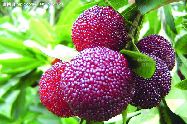 Quả thanh mai được bày bán nhiều tại Việt Nam với giá từ 120.000 - 200.000 đồng/kg. Thanh mai hút khách ở Hà Nội bởi quả lạ có vị chua ngọt, dễ ăn. Ảnh: Nipic.