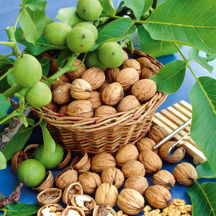 Gần đây, óc chó rừng được trồng nhiều ở một số vùng núi cao phía Bắc như Lạng Sơn, Cao Bằng. Do đó, giá óc chó rừng mềm hơn, chỉ còn khoảng 100.000 đến 150.000 đồng/kg. Ảnh: Thompson & Morgan.