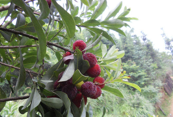 Thực tế, thanh mai được trồng khá nhiều ở Trung Quốc, đặc biệt là Vân Nam. Chúng mọc chủ yếu tại các vùng sườn đồi. Người dân địa phương gọi chúng với nhiều tên khác nhau như dương mai, sơn dương mai....Ảnh: Baidu.