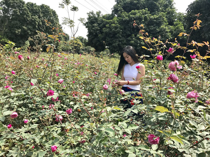 Chị Hằng Karose chia sẻ: "Tôi bị mê mẩn bởi vẻ đẹp của các loại hoa hồng, nhưng tôi lại không thích trồng các giống hoa hồng ngoại, chỉ thích trồng hoa hồng bản địa.