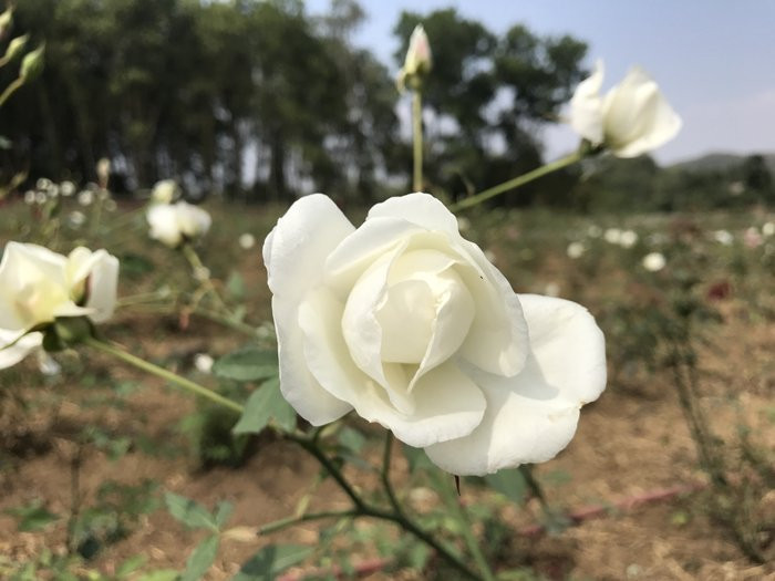 Chị Hằng Karose cho biết, các giống hoa hồng chị chọn trồng đều là giống hoa hồng bản địa của Việt Nam.