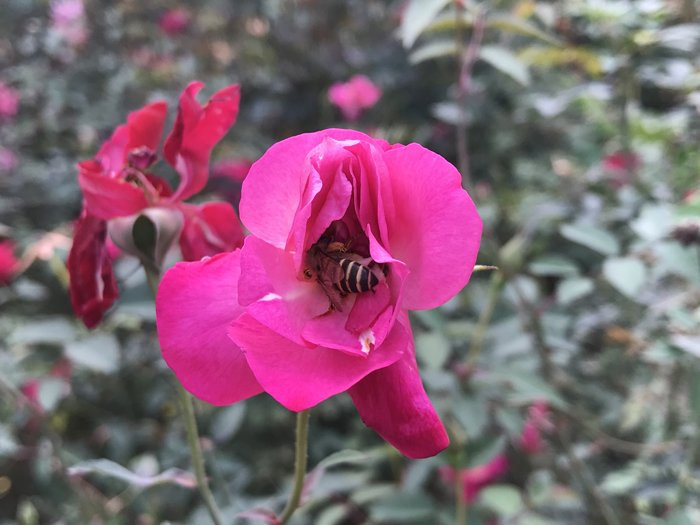 Trong đó có hoa hồng nhung...