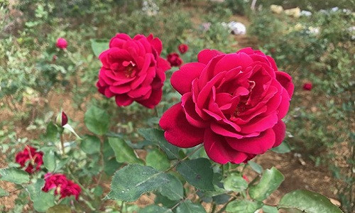 Những gốc hoa hồng được trồng trải dài trên vườn đồi, tách biệt hẳn với khu dân cư.