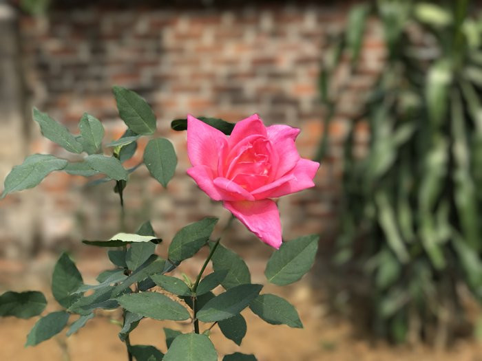 Tất cả các gốc hồng đều được chăm sóc theo phương pháp tự nhiên, tuyệt không dùng tới phân bón hoá học và thuốc bảo vệ thực vật.