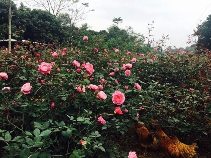 Chị Hằng Karose (tên thật là Bùi Thị Thanh Hằng) ở thị trấn Xuân Mai (Chương Mỹ, Hà Nội) là chủ nhân của vườn hồng 20.000 gốc bản địa trên. Vốn là một luật sư, nhưng vì mê hoa hồng từ ngày nhỏ nên trong vườn nhà chị lúc nào cũng có vài trăm gốc hồng.