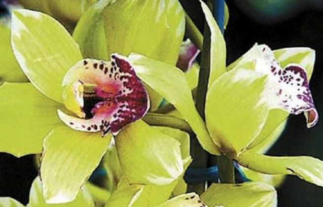 Sở dĩ loài hoa đắt như vậy là vì các nhà nghiên cứu phải mất 8 năm nuôi dưỡng, trong đó 5 năm để đợi nở hoa. Ảnh: MNN.