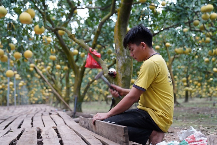 Thời điểm này, các nhà vườn đang tất bật làm sàn gỗ để thuận tiện cho việc để bưởi sau thu hoạch. Ảnh: Công thương