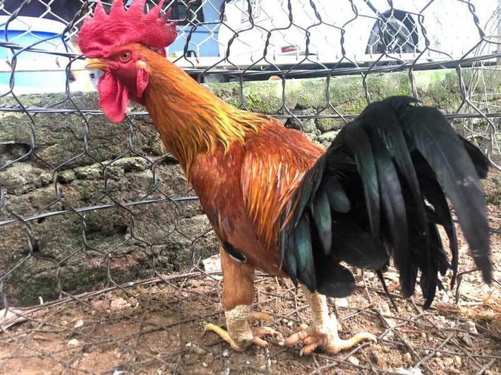 Vào dịp Tết, gà chín cựa (nguồn gốc tại xã Xuân Sơn, huyện Tân Sơn, tỉnh Phú Thọ) được nhiều khách hàng lùng mua. Ngoài thịt ăn thơm ngon, tướng của gà chín cựa đẹp, phù hợp để đem làm quà biếu Tết. Ảnh: Vietnamnet