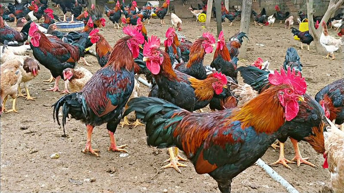Gà Mía khi nhỏ có da đỏ au như gấc chín. Khi trưởng thành, da gà có thể chuyển sang màu vàng. Giá gà Mía từ 150.000-200.000 đồng/kg. Ảnh: Bachhoaxanh