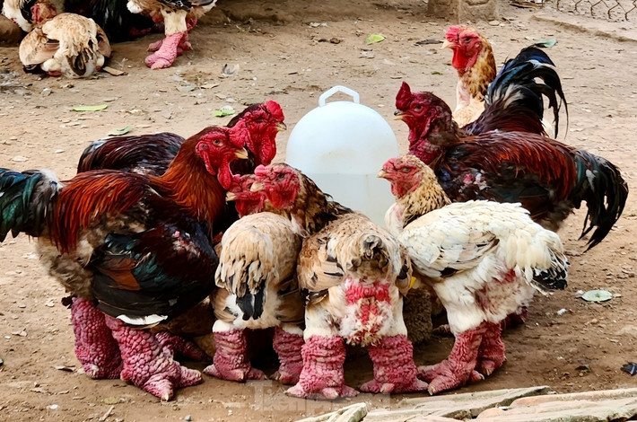 Gà Đông Tảo thuần chủng hiện không còn nhiều. Do đó, khách hàng muốn mua cũng không dễ. Ảnh: Tiền phong
