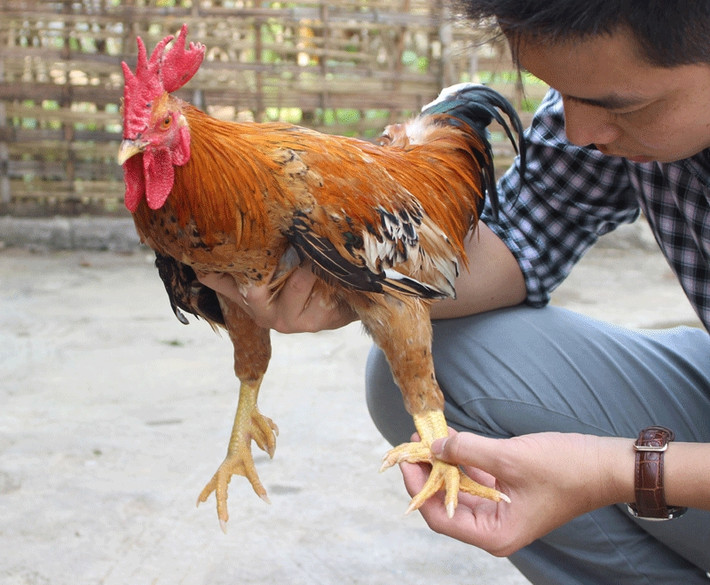 Giống gà chín cựa có kích cỡ nhỏ và nặng không quá 1,5kg. Mào gà đỏ tươi như máu, đuôi cong vút tựa cầu vồng và rất mảnh. Ảnh: Hanoimoi