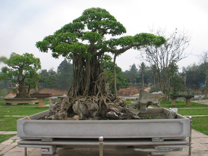 Siêu cây "Mâm xôi con gà" được chủ nhân ở Phú Thọ mua với giá 6 tỷ. Ảnh: Vietnamnet