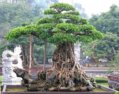 Ngoài ra, ông Thành còn làm một đường ray dài 15m chỉ dùng để đưa khối “siêu cây” nặng khoảng 4-5 tấn ra “hóng” nắng vào ban ngày và “đi ngủ” vào buổi tối. Ảnh: Baophapluat
