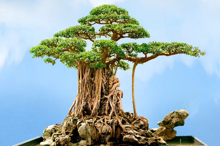 Ngay sau lần “chào sân” đầu tiên, tác phẩm đã được giới chuyên môn xếp vào “tứ kỳ mộc” của đất ngàn năm văn vật. Ảnh: ĐSPL