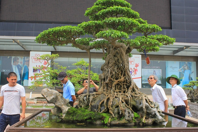 Siêu cây “Mâm xôi con gà” chính thức được công chúng và giới chơi cây Việt Nam biết đến vào thời điểm tháng 10/2010 khi nó tham dự triển lãm sinh vật cảnh chào mừng Đại lễ 1.000 năm Thăng Long – Hà Nội. Ảnh: ĐSPL