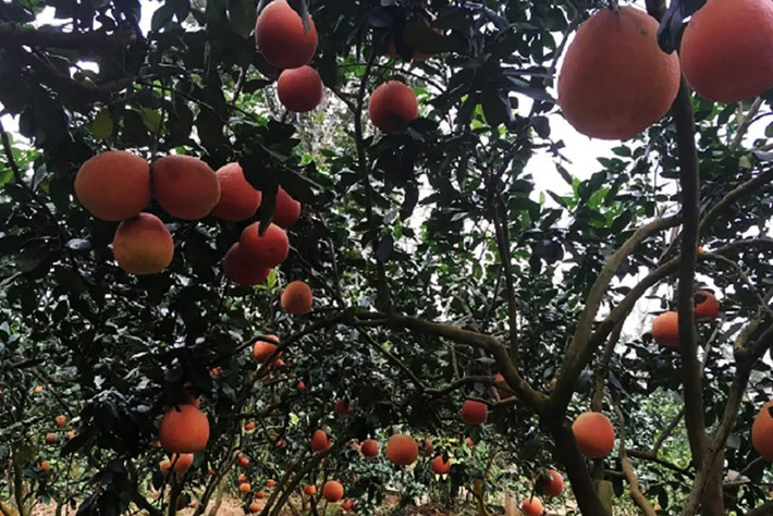 Cứ gần Tết Nguyên đán, khách nườm nượp đến tận vườn để đặt mua bưởi đổ Luận Văn. Thậm chí, có người đặt mua cả vườn, từ loại to đến loại nhỏ. Ảnh: Phuocngogarden