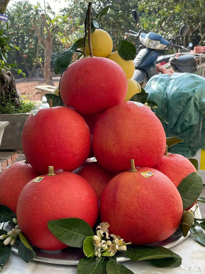 Bưởi đỏ được thu hoạch đúng dịp Tết, lại có màu sắc đỏ - biểu tượng của sự may mắn nên được khách hàng chọn mua về dâng tổ tiên dịp Tết. Ảnh: Facebook