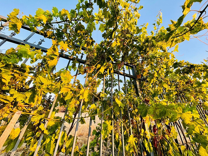Không chỉ trang trí nhà, Thủy Tiên còn trồng vườn nho rộng xung quanh biệt thự ở Mỹ.