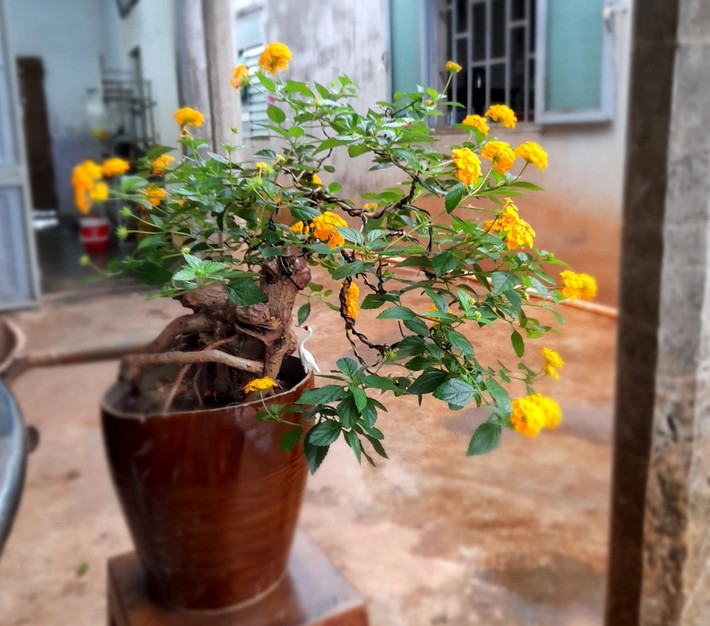 Để có những gốc ngũ sắc đẹp, người trồng phải bỏ không ít thời gian để tạo thế và ghép bông. Ảnh: Dân trí