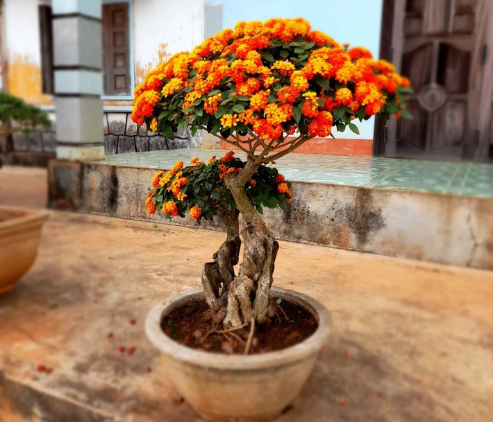 Trung bình mỗi cây bonsai hoa ngũ sắc giá từ 1 - 2 triệu đồng. Những chậu bonsai mini dáng đặc biệt giá tới vài triệu đồng. Ảnh: Dân trí