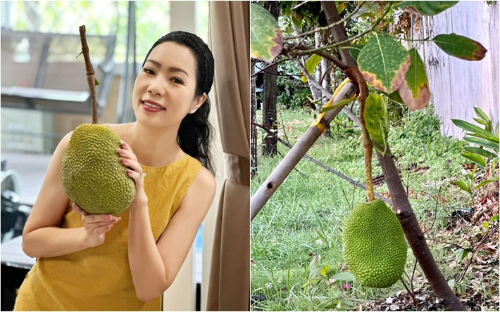 Cây mít trồng 3 năm đã cho trái to trông thích mắt. Ảnh: FBNV