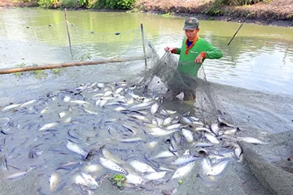 Trước kia, cá thát lát có đầy ở các miền quê nhưng hầu như không ai ăn, chủ yếu làm thức ăn cho lợn. Ảnh: Internet