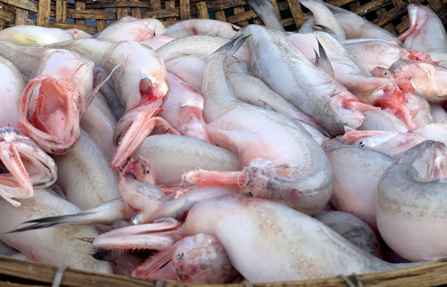 Xưa kia, cá cháo (hay cá khoai) chỉ đánh bắt về làm thức ăn cho gia súc, gia cầm. Tuy nhiên, hơn chục năm nay, cá khoai được thị trường ưa chuộng, thương lái thu mua nhập cho nhà hàng, khách sạn...Ảnh: Baophunu