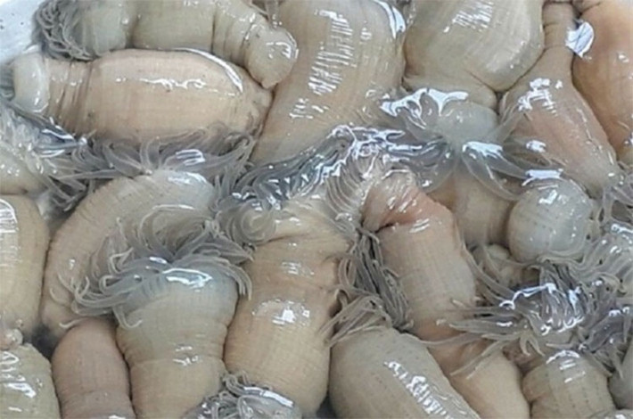 Rum biển được quảng bá là "thần dược" giúp tăng bản lĩnh đàn ông nên được nhiều thực khách săn lùng. Ảnh: Tapchithuysan
