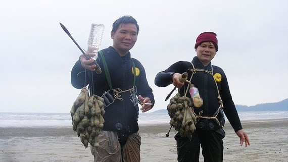 Nhờ giá rum biển cao mà nghề săn rum biển mang lại thu nhập không nhỏ cho người dân địa phương. Ảnh: Báo Nghệ An