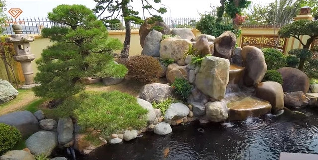 Hồ cá Koi với thác nước tự động được tạo dáng từ đá nguyên khối và bóng tùng rủ xuống mặt hồ đầy thi vị.