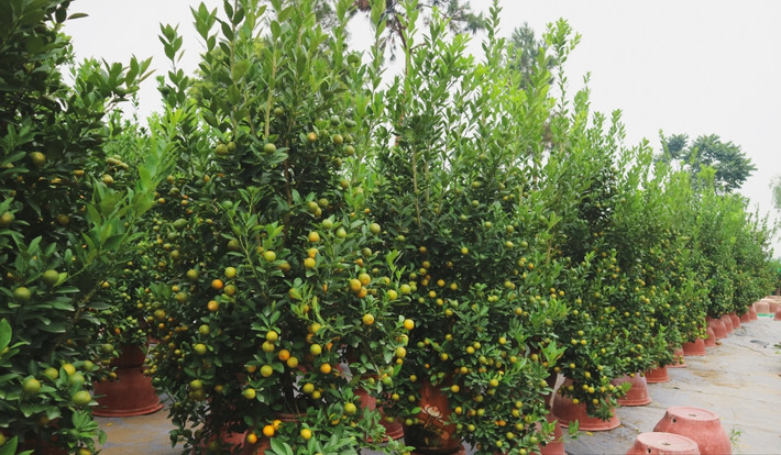 Theo các chủ vườn, quất Tứ Liên năm nay chất lượng và kiểu dáng có phần đẹp hơn so với các năm trước. Ảnh: Dân Việt