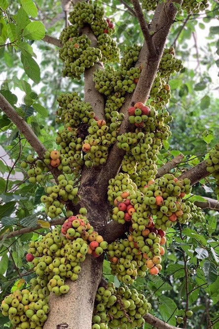 Diễn viên Việt Trinh trồng đủ loại rau củ quả như cam, mít, dừa, bưởi, ổi, xoài, cóc...