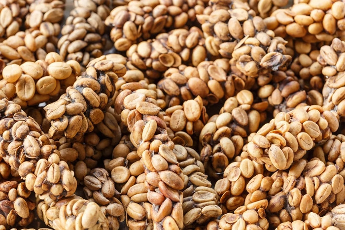 Trong một thời gian, cà phê phân mèo Kopi Luwak là loại duy nhất sử dụng phân động vật để tăng hương vị. Kopi luwak được làm từ những hạt cà phê do luwak - cầy vòi hương (Asian palm civet) ăn vào, tiêu hoá và thải ra. Ảnh: Britannica