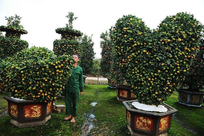 Quýt trái tim có giá từ 10-16 triệu đồng mỗi cây. Ảnh: Người đưa tin